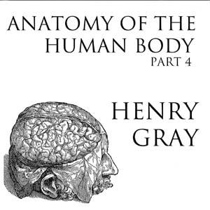 Anatomy of the Human Body, Part 4 (Gray's Anatomy) cover