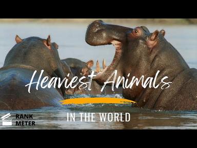 Top 10 Heaviest Animals in the World cover