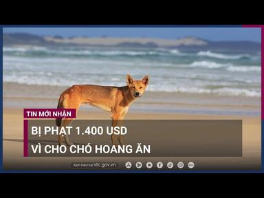 Bị phạt 1.400 USD vì cho chó hoang ăn ở Australia | VTC Tin mới cover