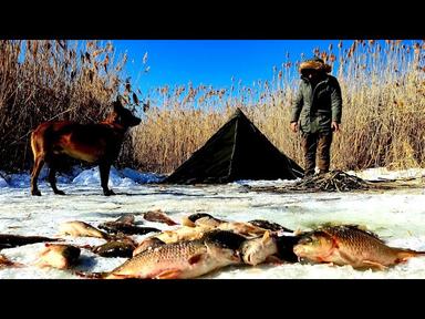 Ice Fishing - Carp Fishing in Frozen Lake, Winter Camping with My Dog, Nature Documentary, Asmr cover