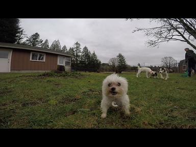 Panda Paws Rescue Episode 1 - Puppy Mill Mission cover