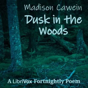 Dusk in the Woods