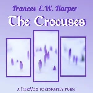 The Crocuses