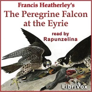 The Peregrine Falcon at the Eyrie