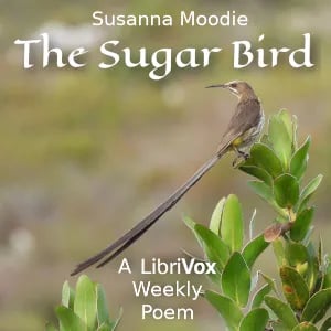 The Sugar Bird